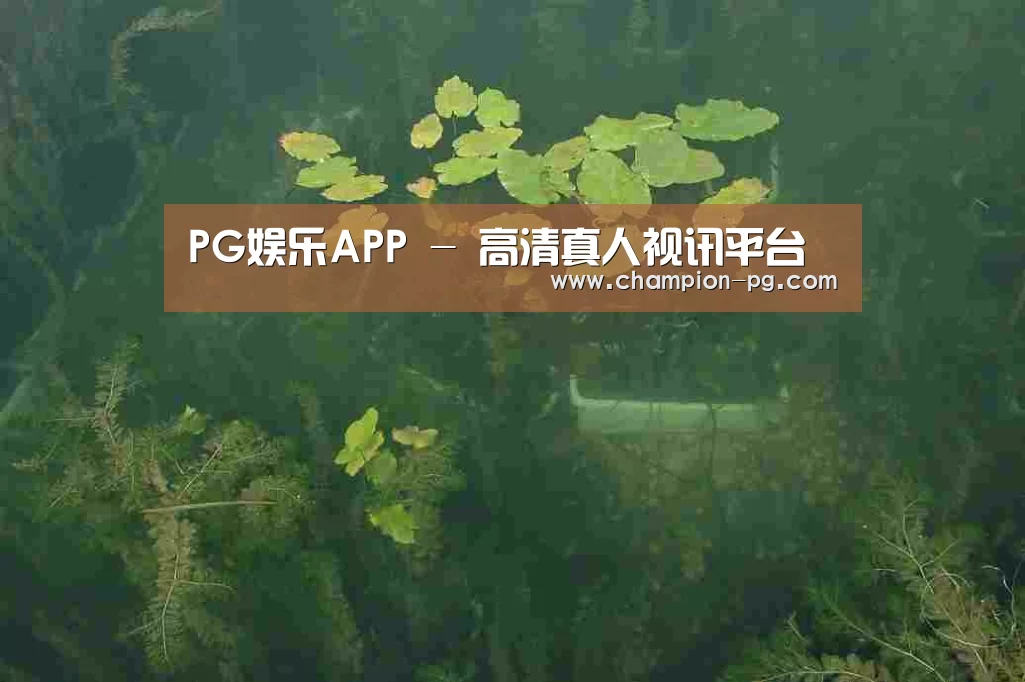案例展示三